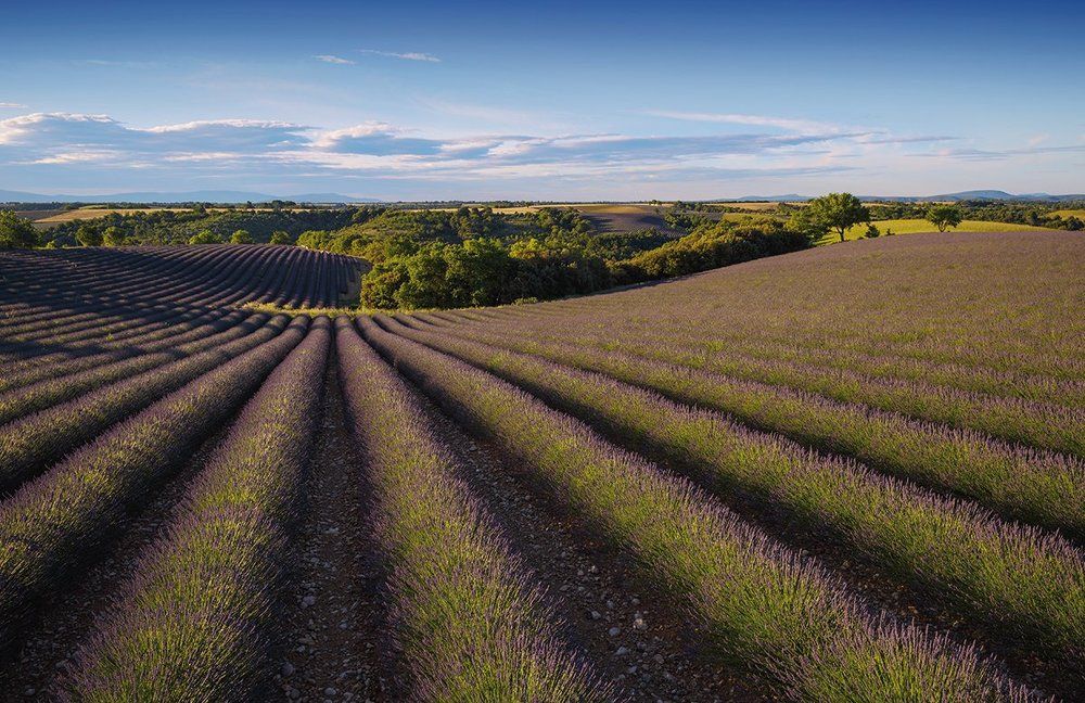 Лаванда уходящая вдаль