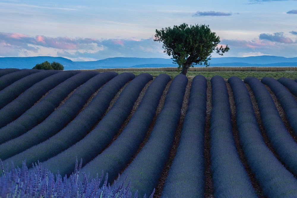 Рассвет на лавандовом поле