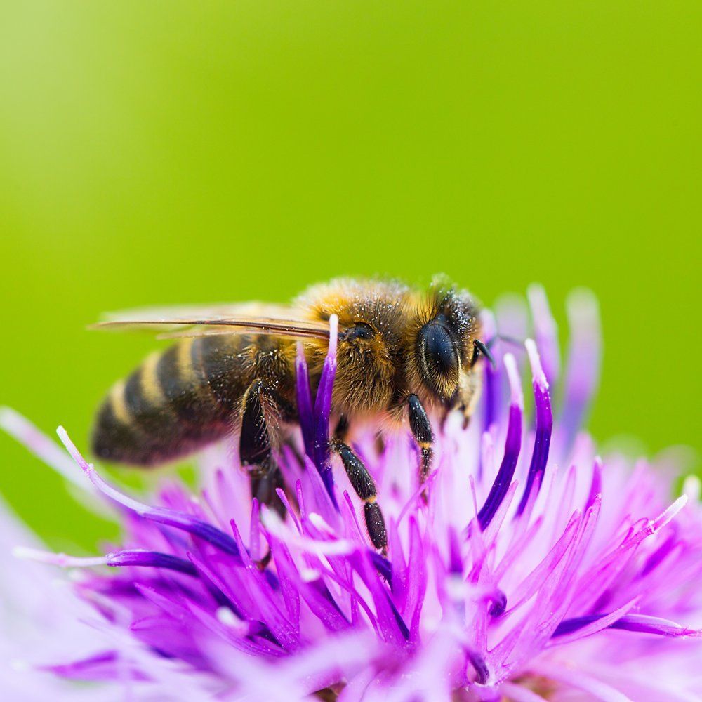 Сбор на полях
