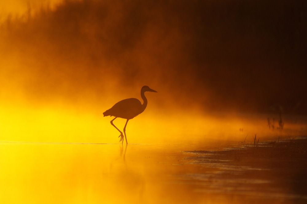 Желтая река