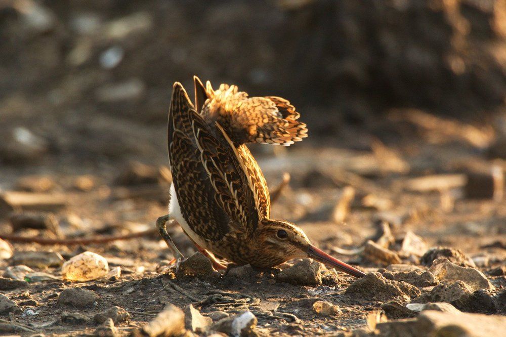 Токующий бекас.