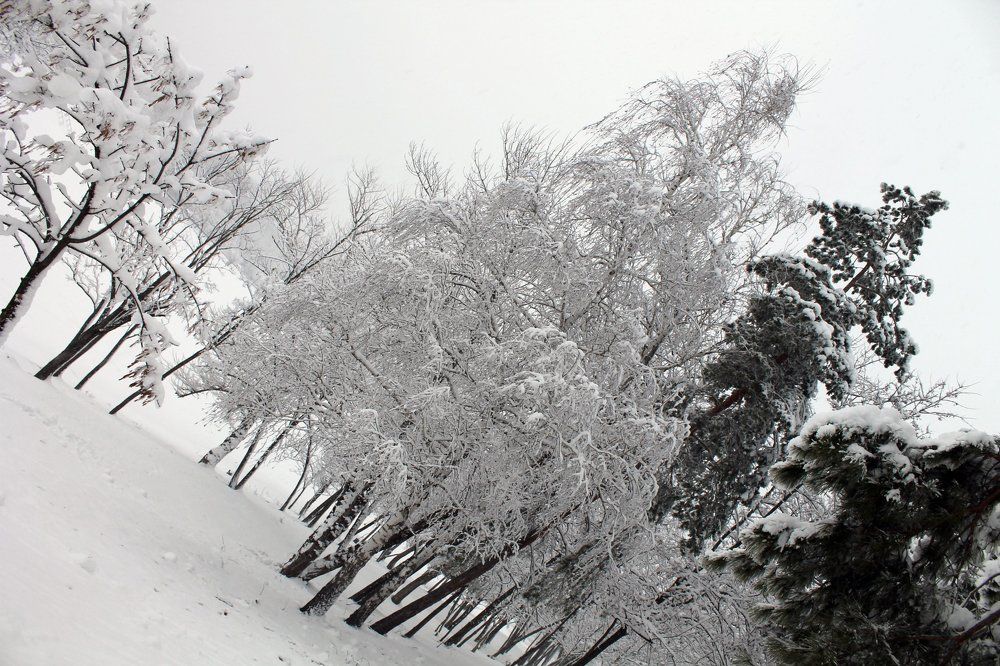 зимняя природа