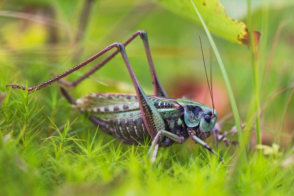 Убегал кузнечик
