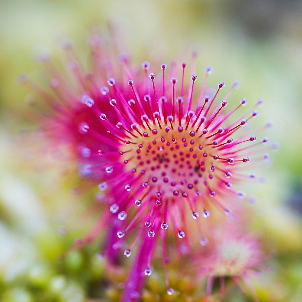 Красота болот. Росянка