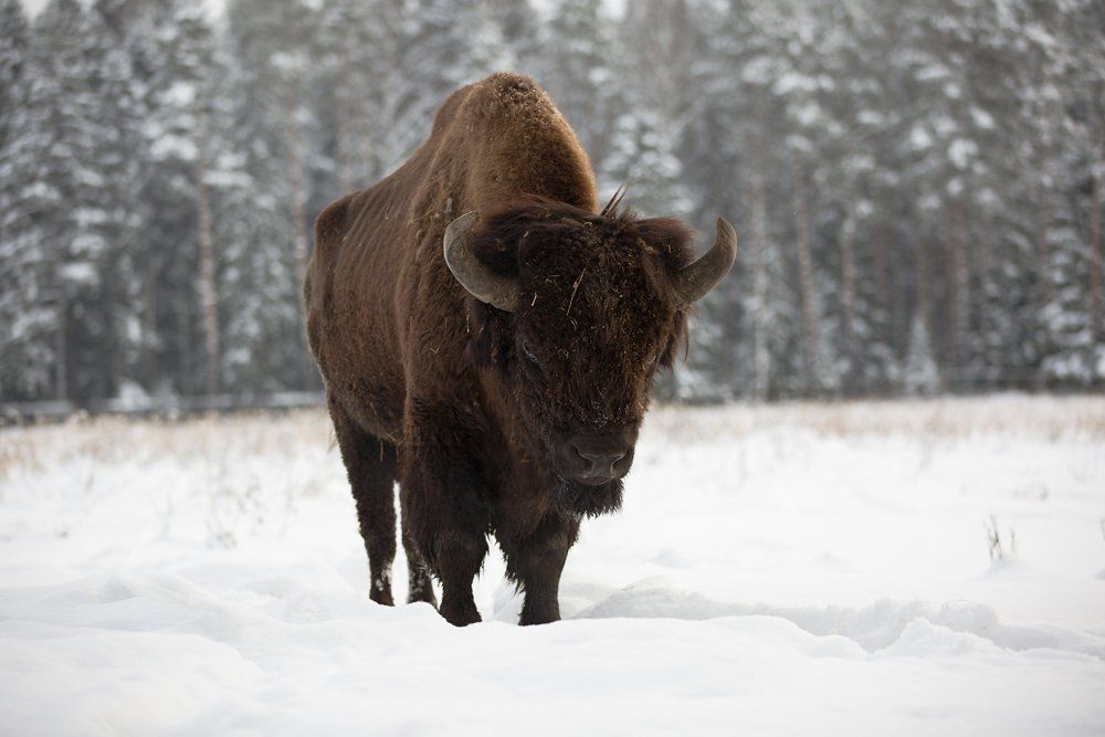 Суров и серьёзен