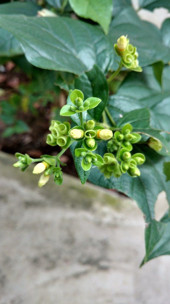 Flower of joy.