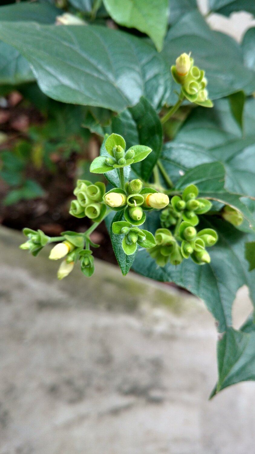 Flower of joy.