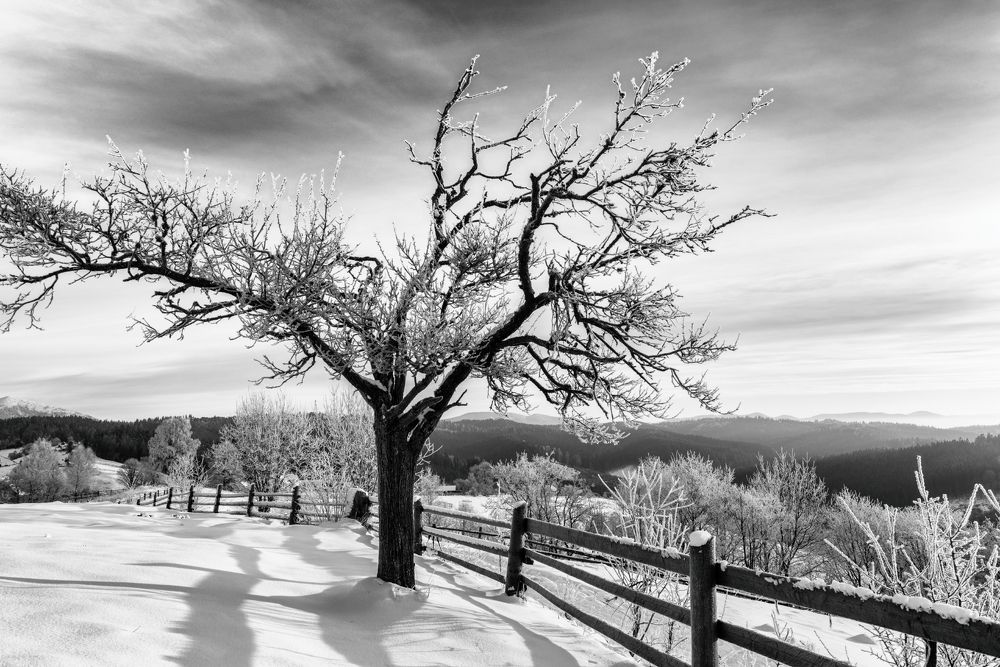 Frozen tree