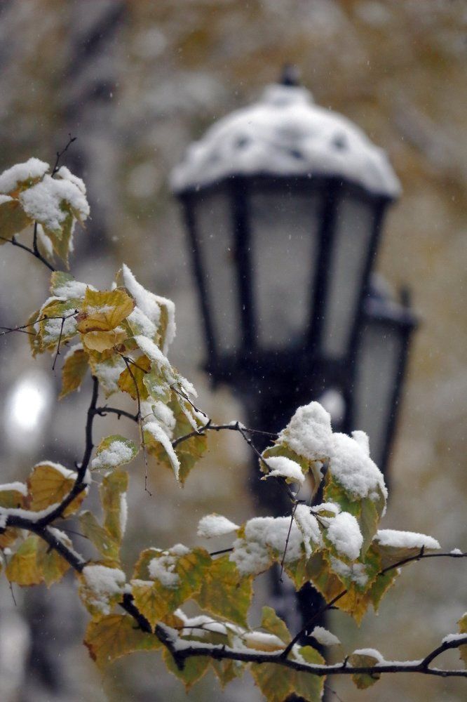 Первый снег