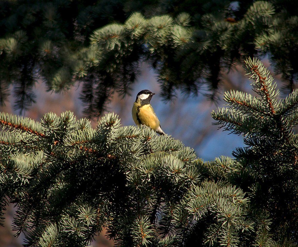 Где же подружка?