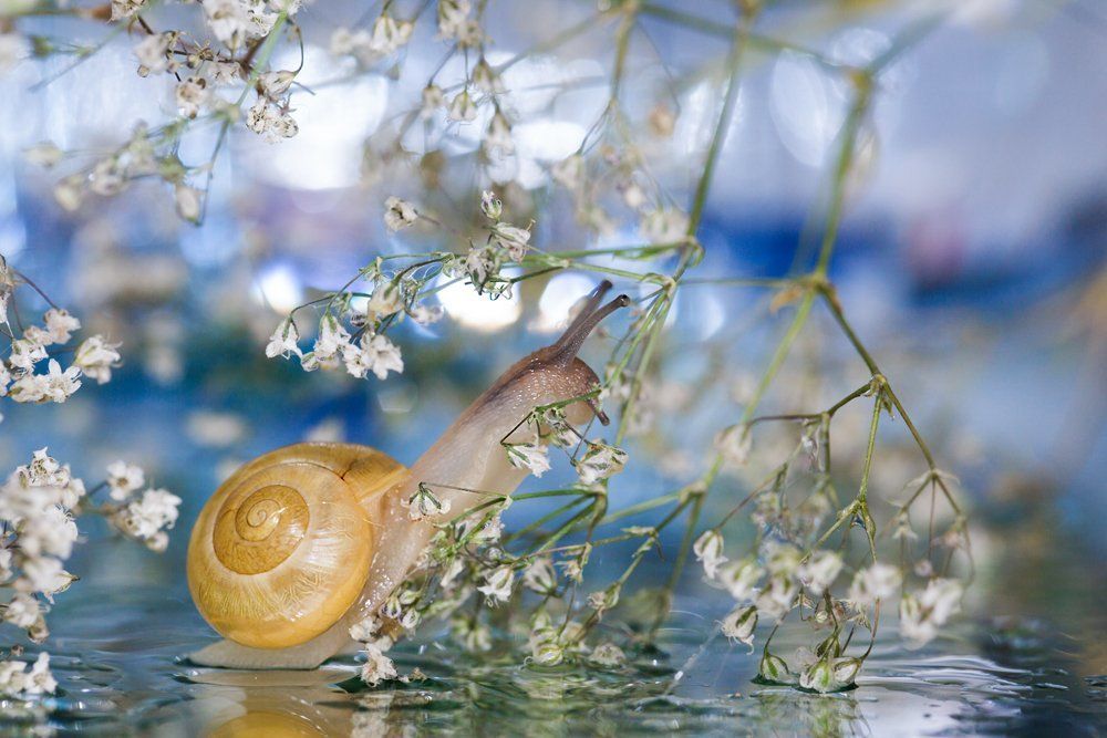 Прогулка в сакуре