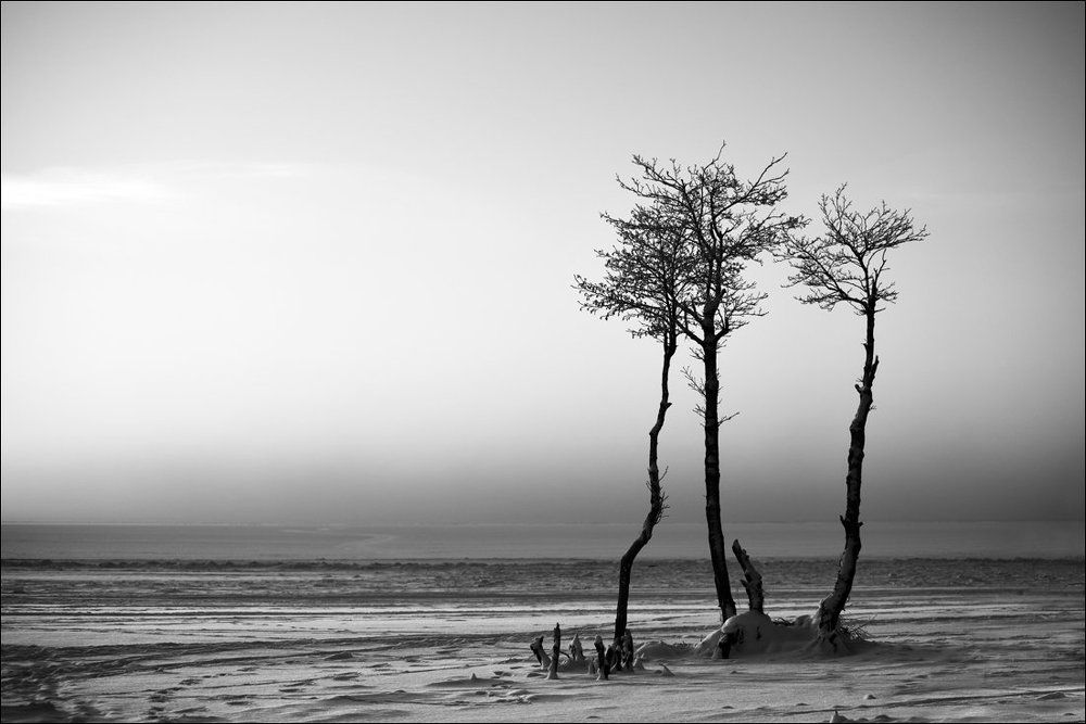 Три не тополя не на Плющихе