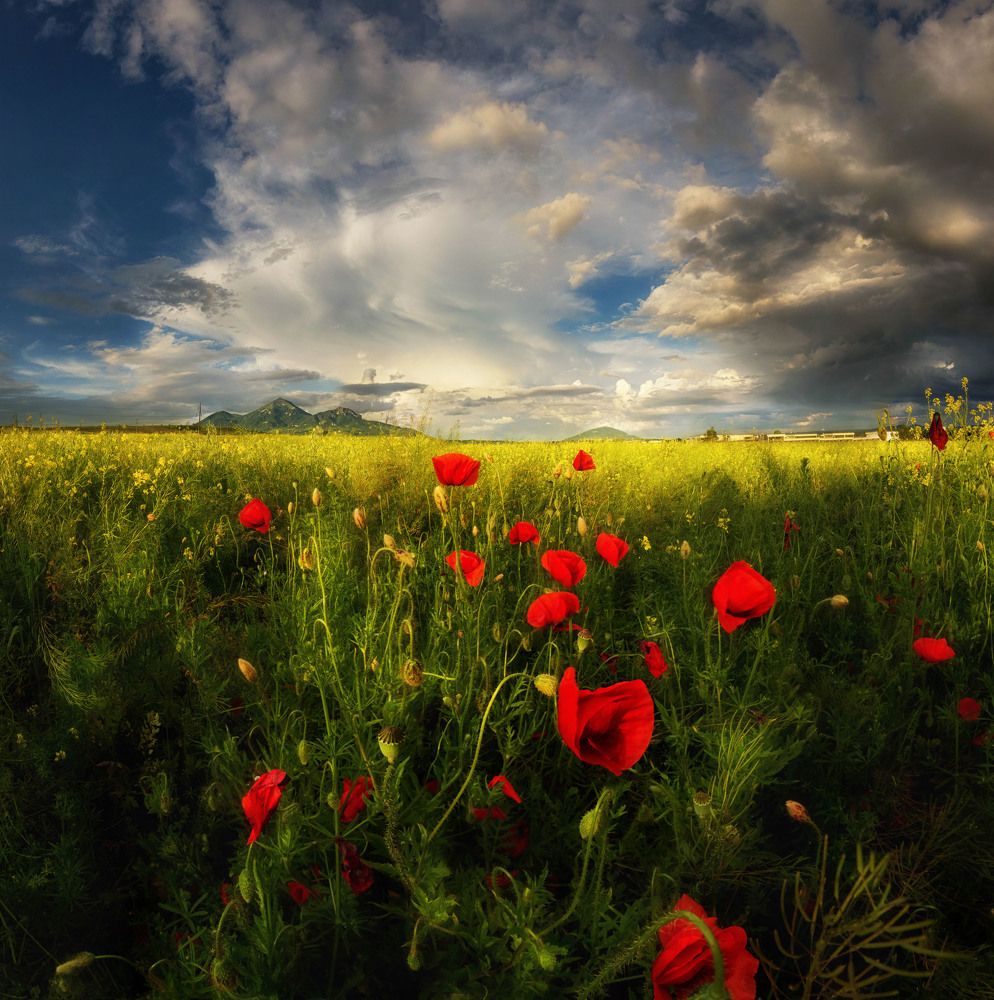 В поле красных маков