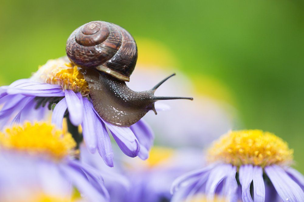 Прогулка в цветах