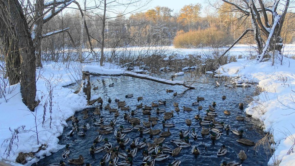 Зима в Покровское-Стрешнево