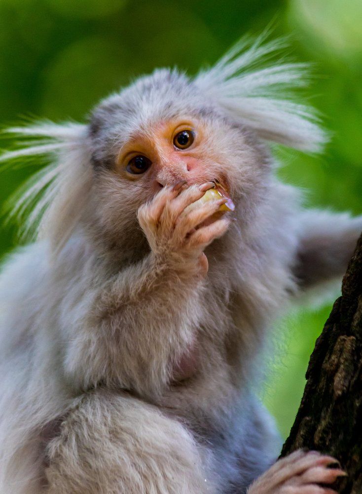 Leucistic Black-tufted-marmoset feeding on fruits