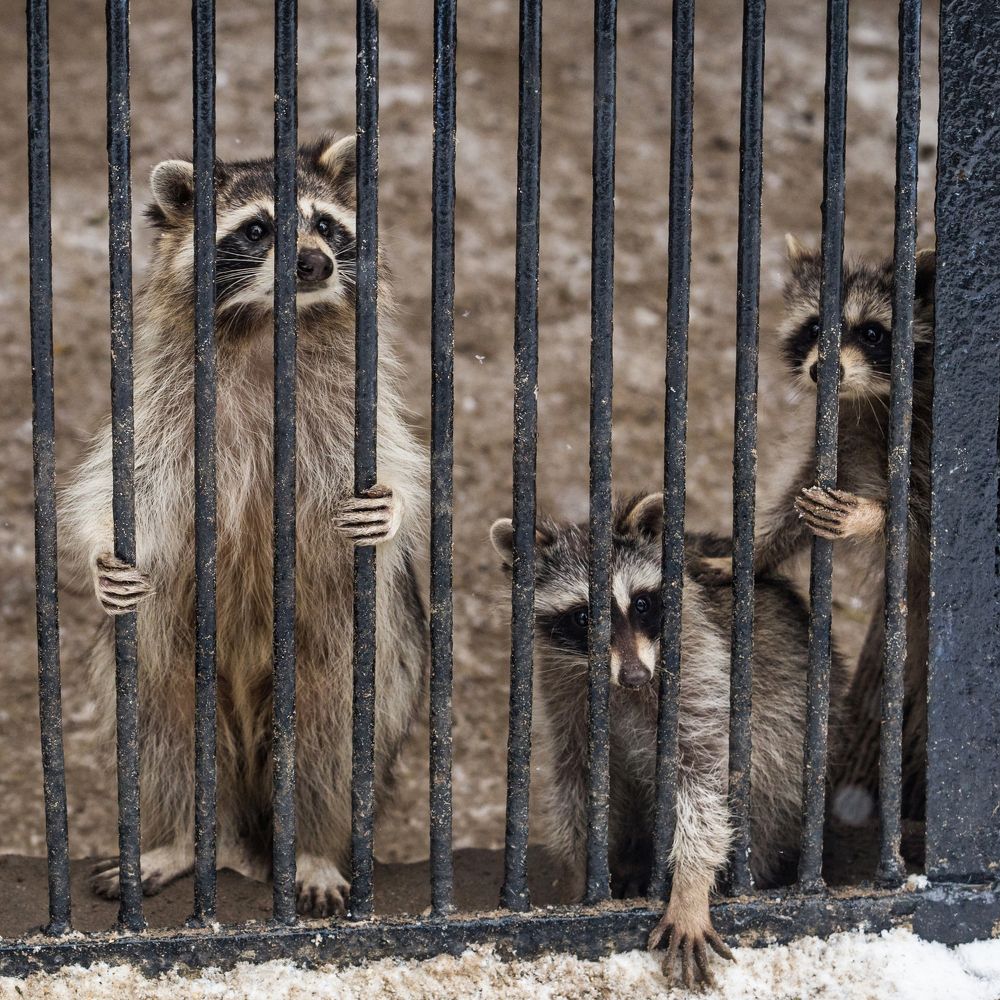 Еноты грустят