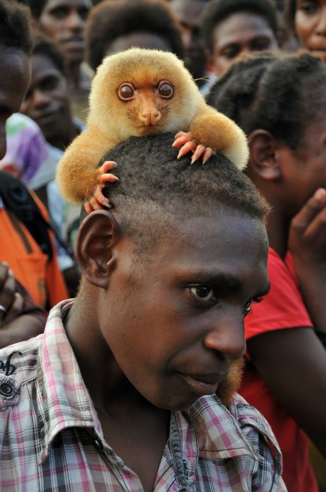 CUSCUS/Spilocuscus Maculatus