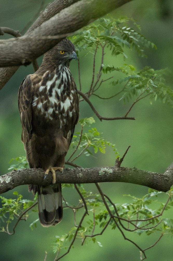 Crested Hawk Eagle