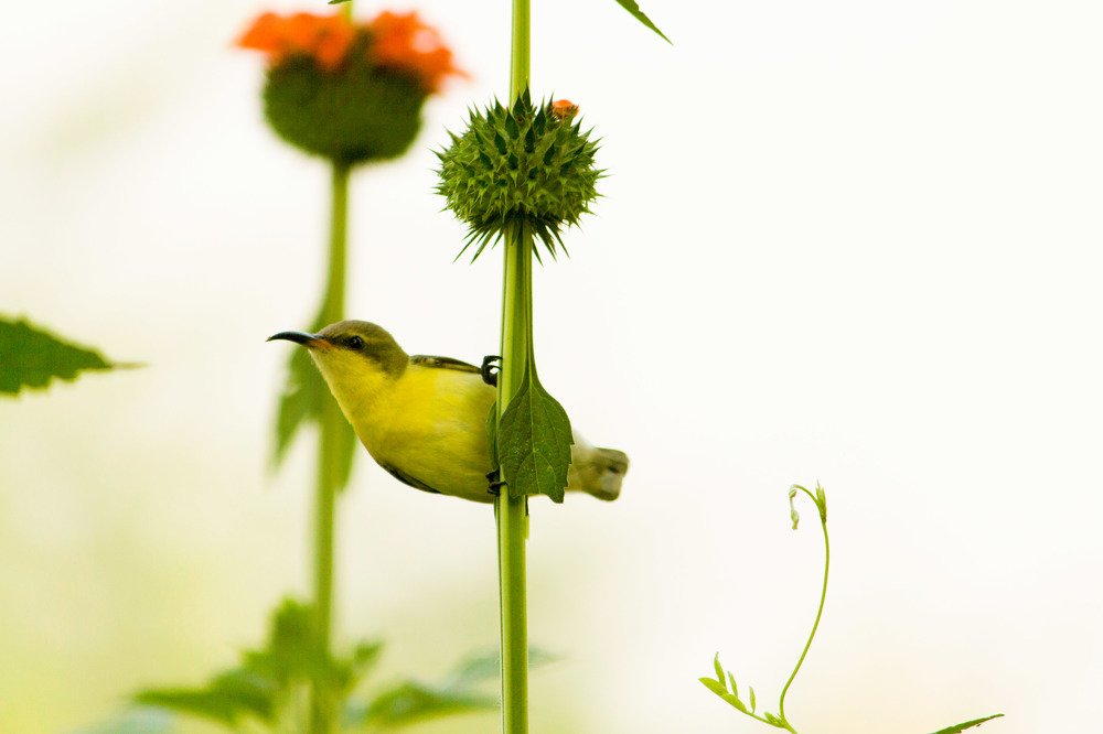 Sunbird