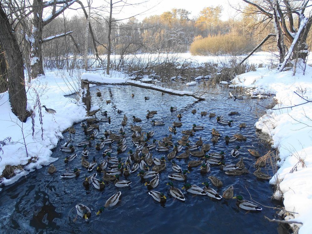Пусть зима щадит животных...