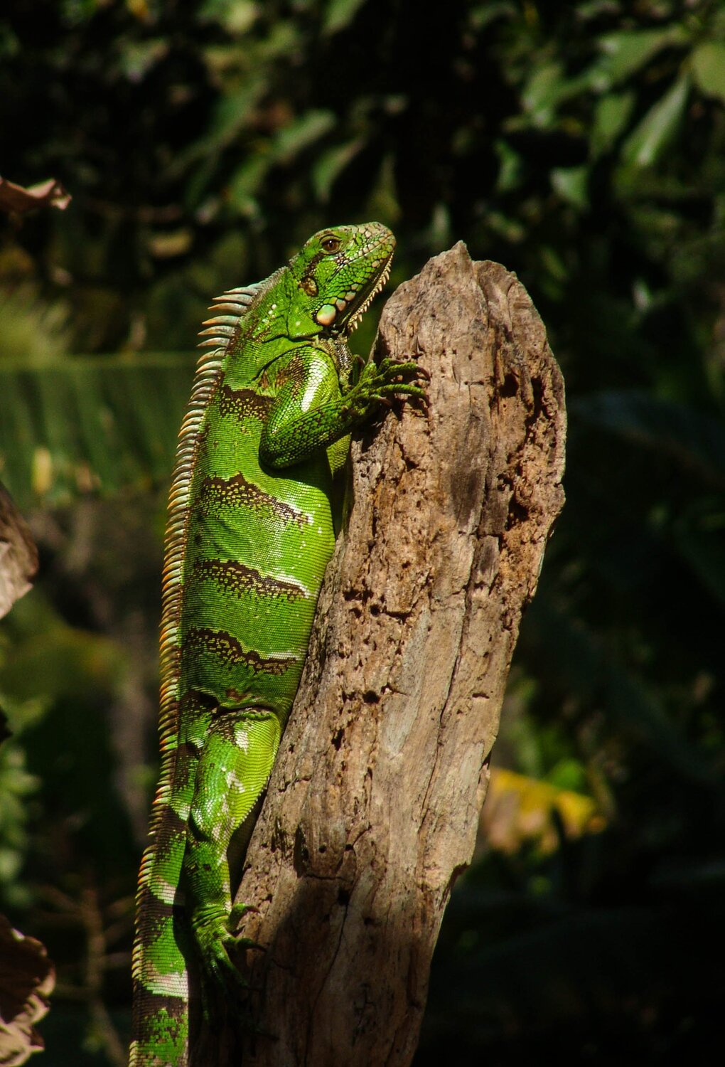 Iguana Verde
