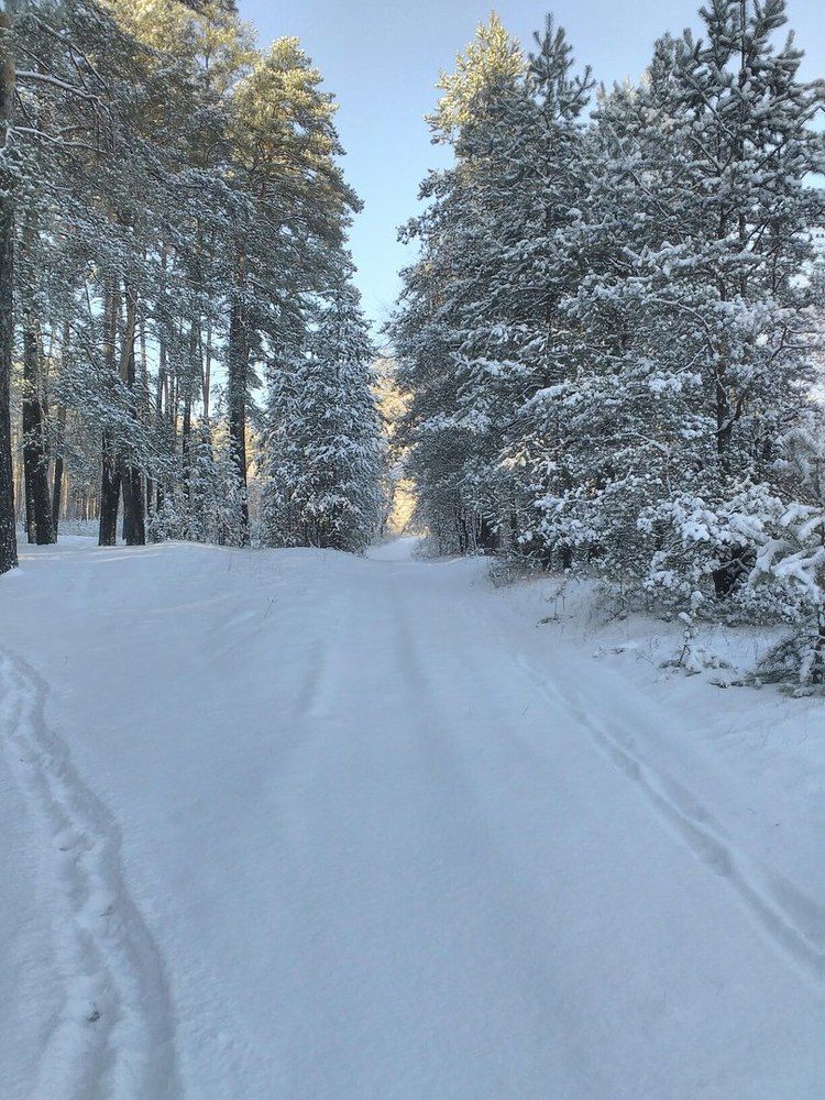 Winter forest