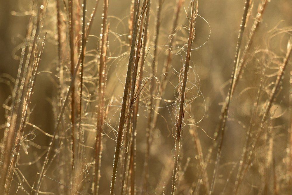 Струны степной души