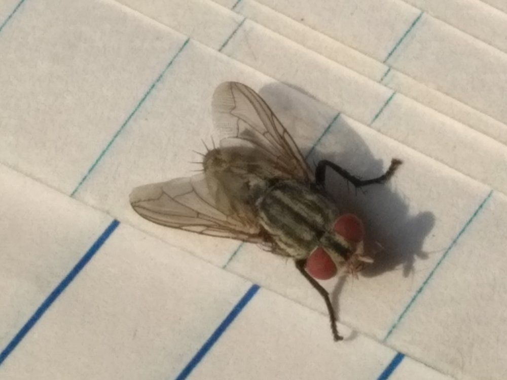 A Flying Creature