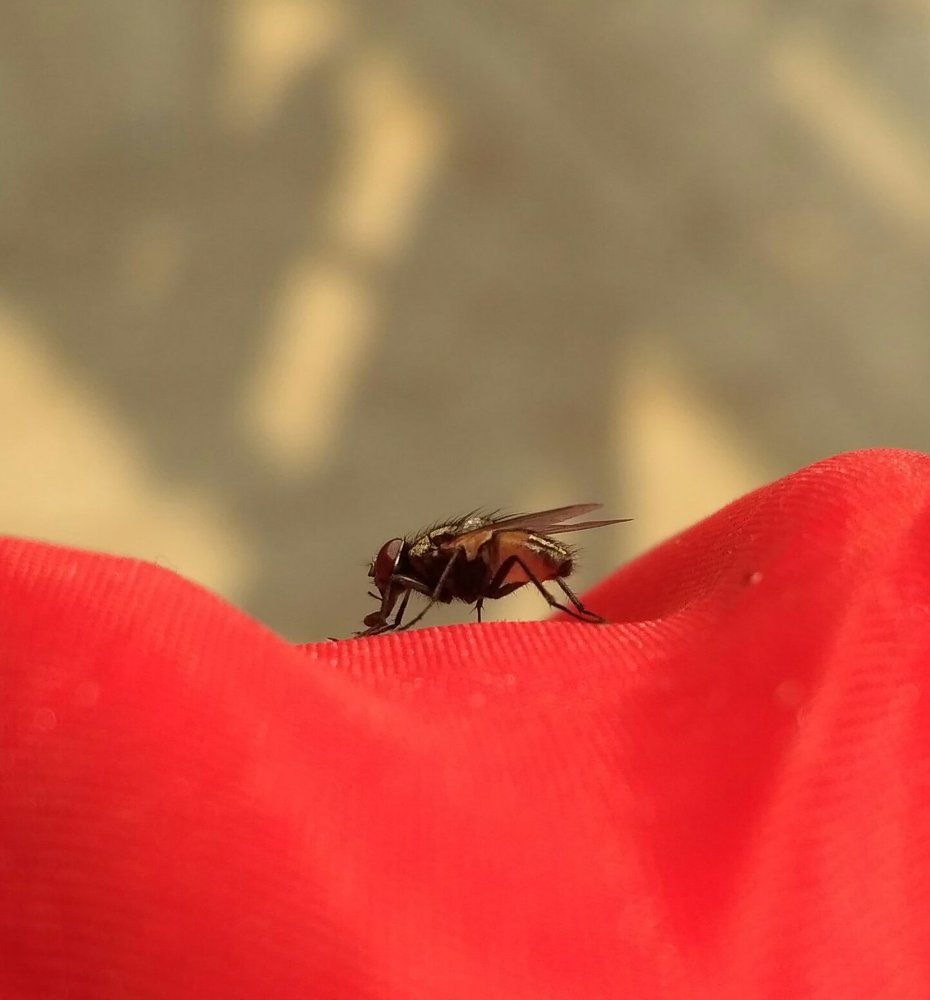 A Fly !!