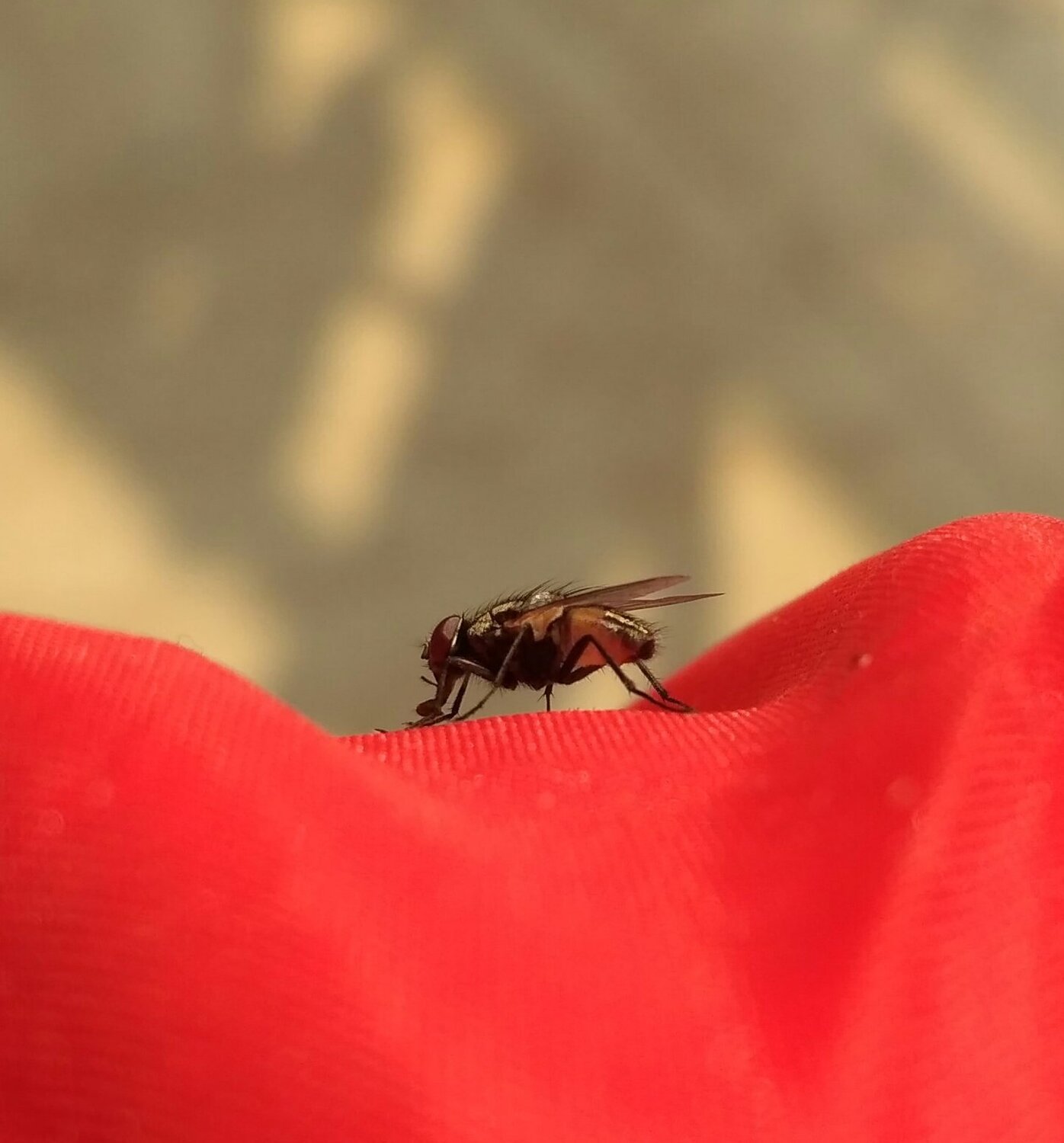 A Fly !!