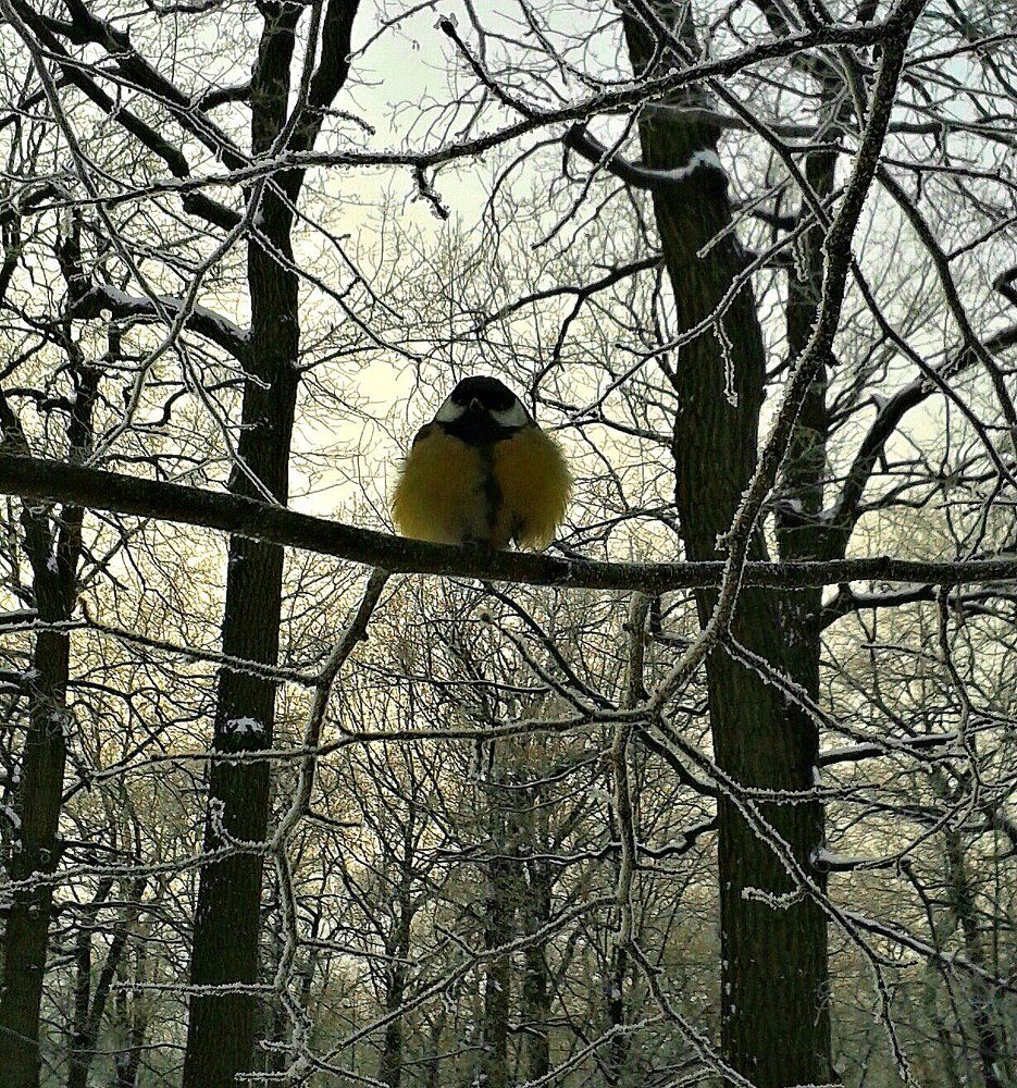 Морозный вечер.