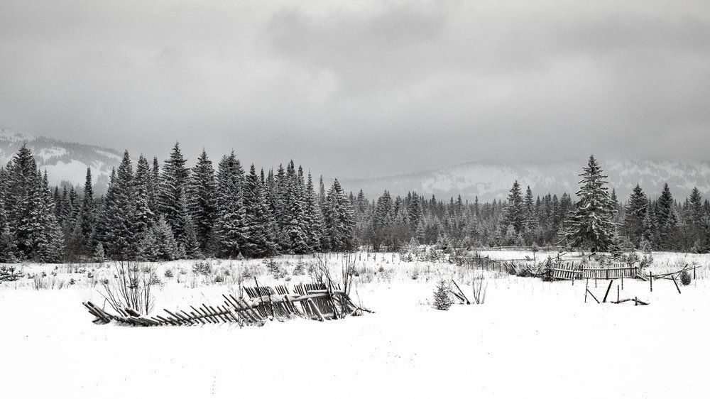 Изгороди Мёбиуса