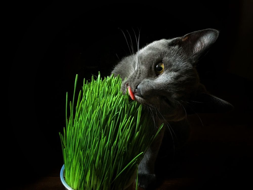 Eating grass