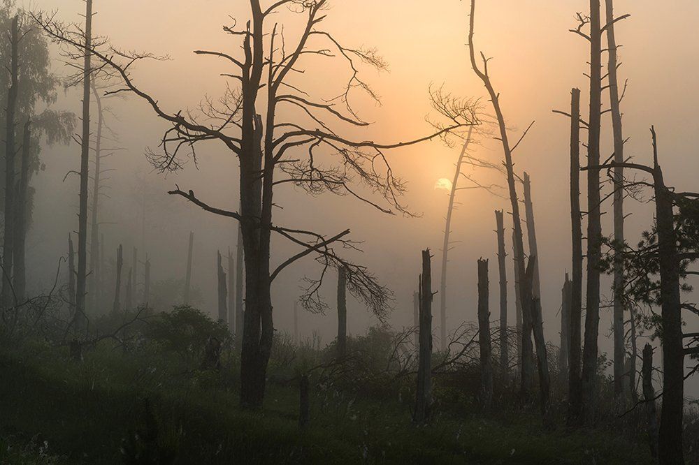 Мёртвый лес