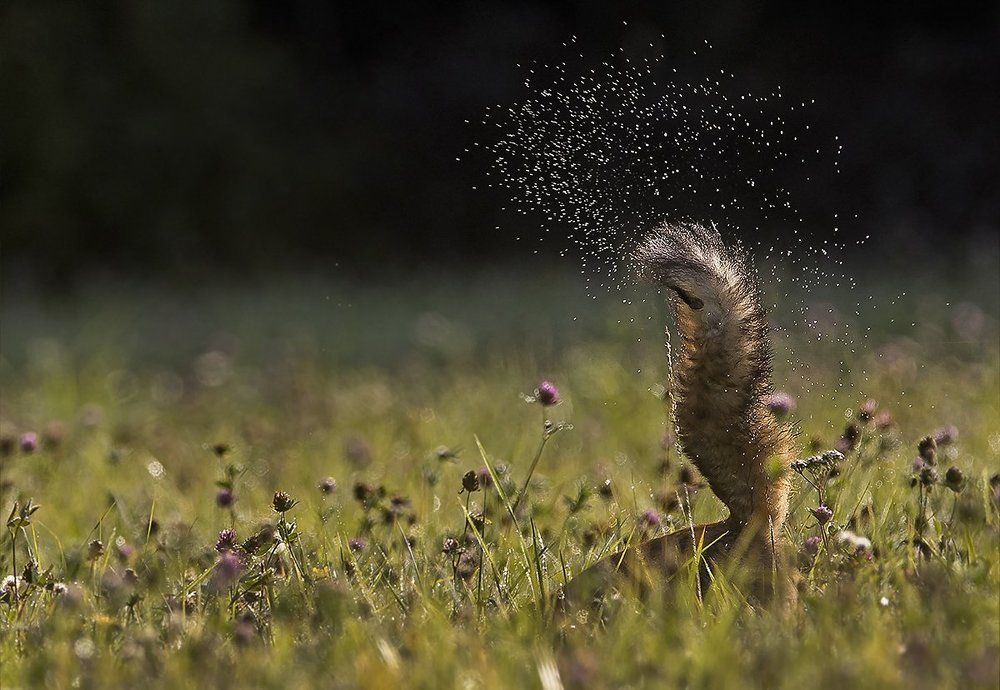 Волшебный хвост