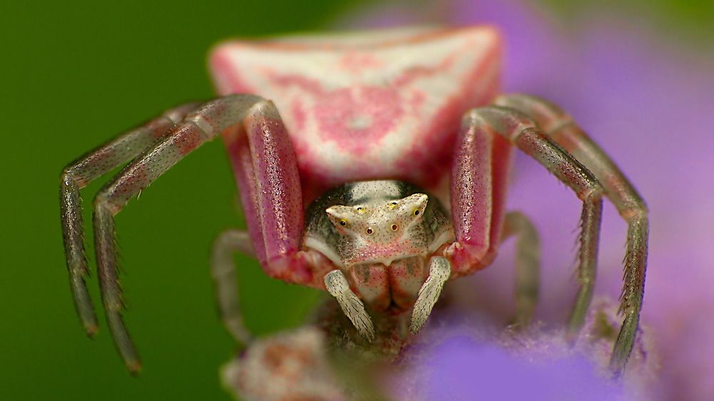 Crab spiders