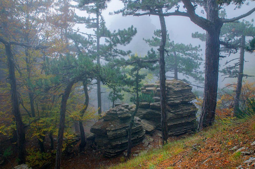 Крымский лес