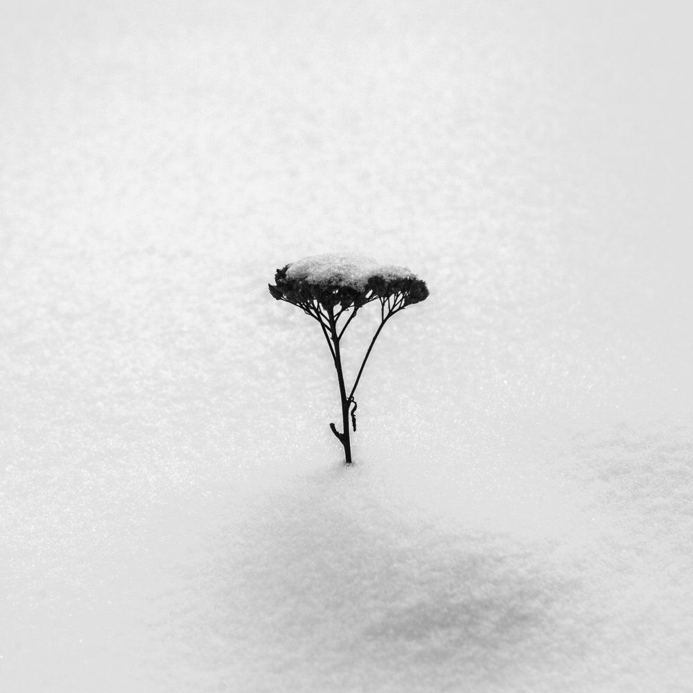 Photograph by Lulanian