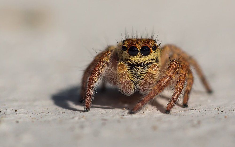 Широко распахнутыми глазами