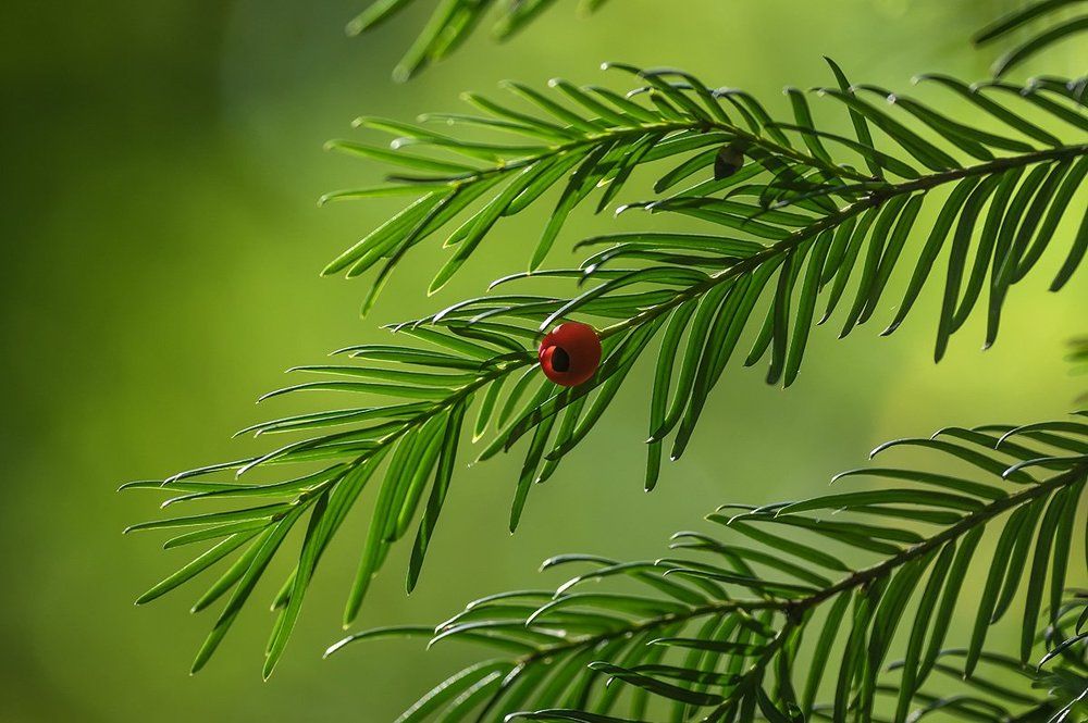 Нынче год не урожайный