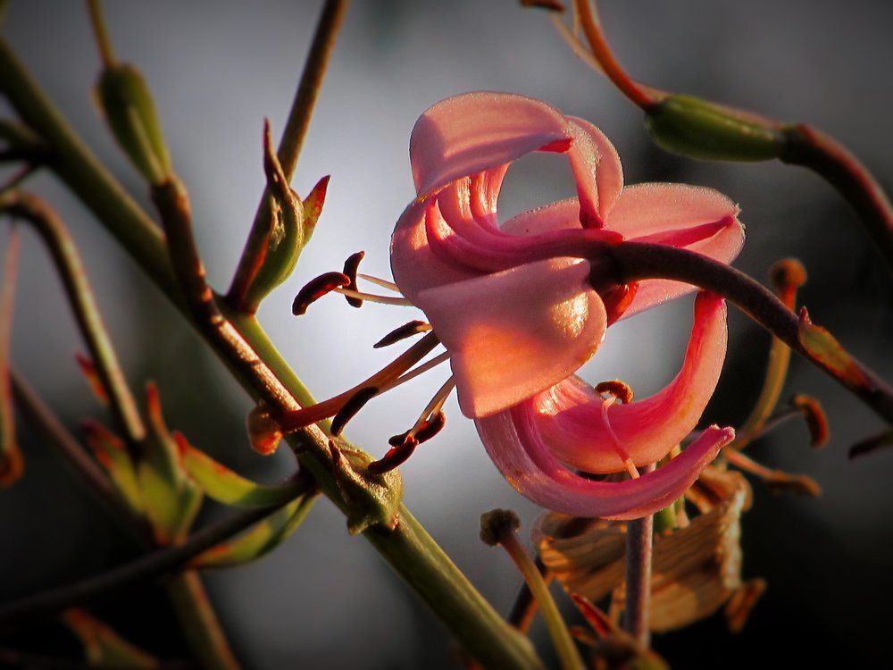 восковая нежность