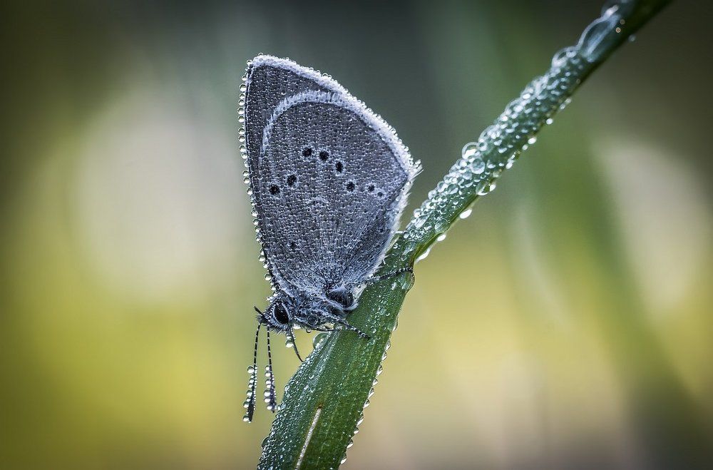 В утренних бриллиантах