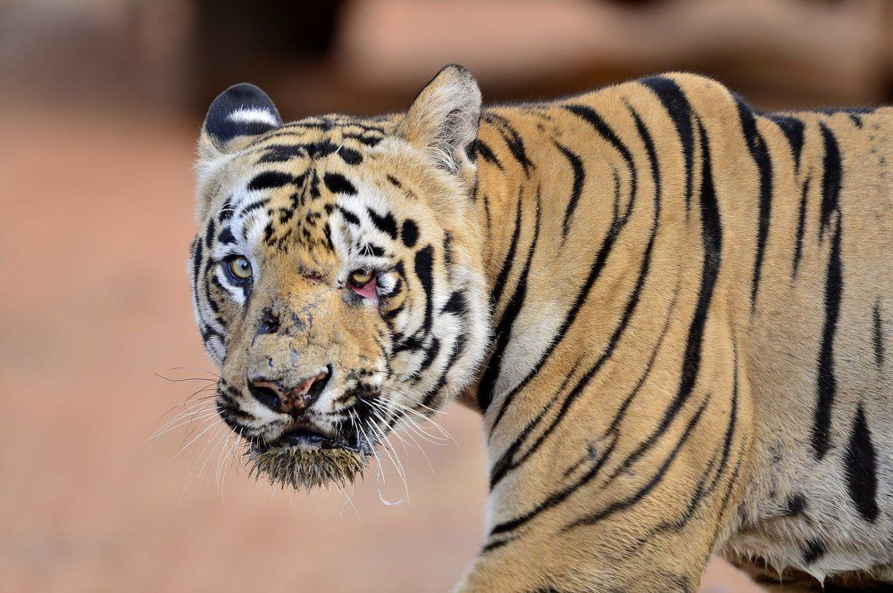 Gabbar from Tadoba