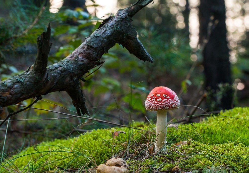 Красная шапочка