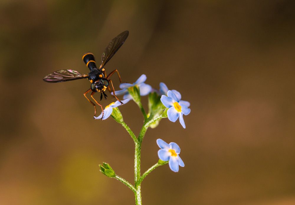 Фотография автора Николай Носов