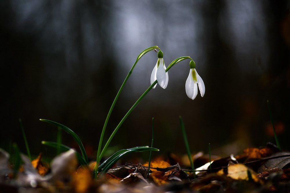 И снова весна ...