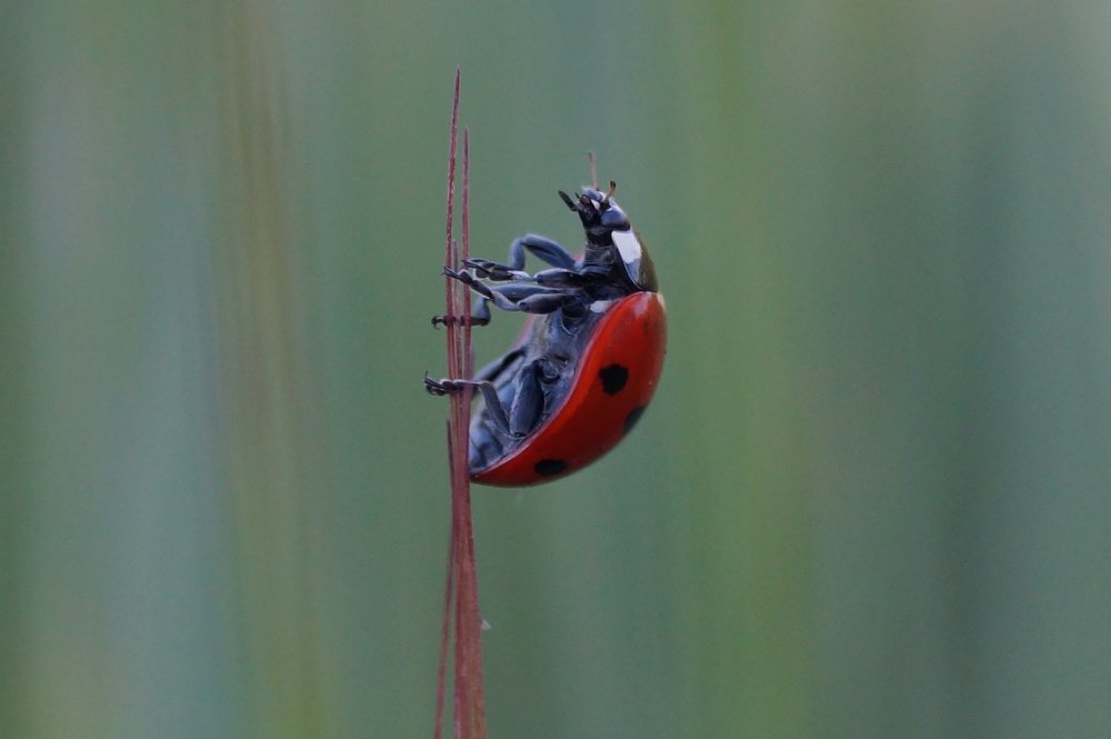 ladybird