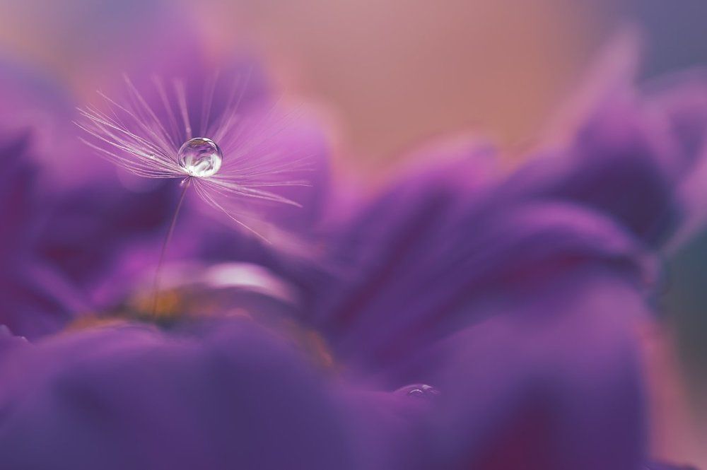 Капля и пушинка