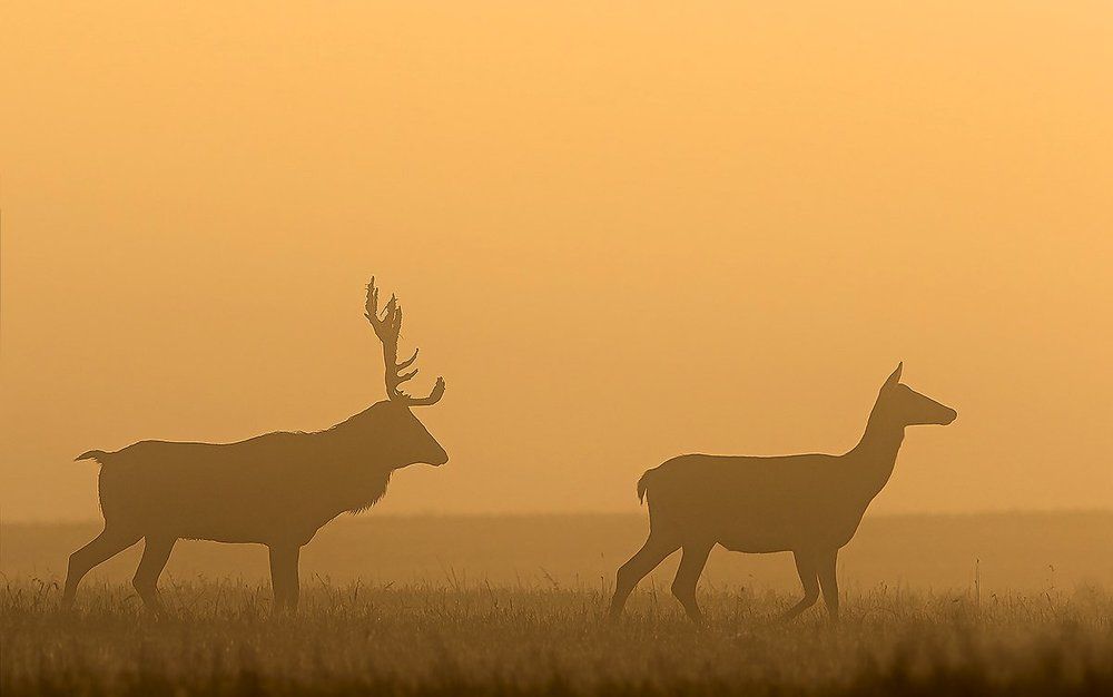 Золотое утро